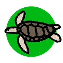 アカウミガメ