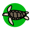 アカウミガメ